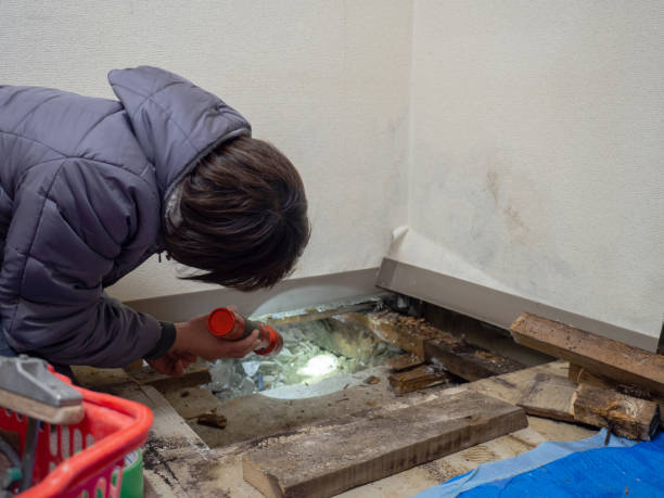 Best Mold Removal for HVAC Installations  in Paden City, WV