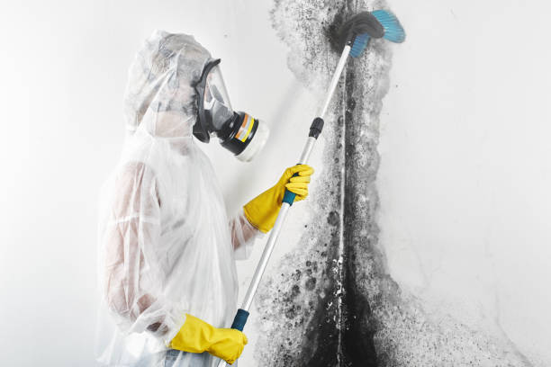 Best Commercial Mold Inspection  in Paden City, WV
